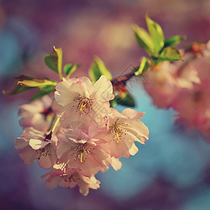 春初背景美丽的花生树天然色彩美丽的春天清晨太阳升起的光四月樱花自然图片