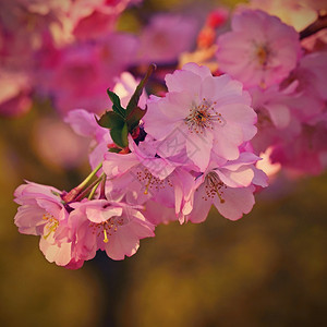 春初背景美丽的花生树天然色彩美丽的春天清晨太阳升起的光白色绽放户外图片