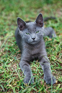 俄罗斯蓝猫一只小灰色的青眼黄蜂坐在绿草上品种男可爱的图片