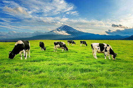在日本藤山前的绿地上吃红草牛群景观牧场白色的图片