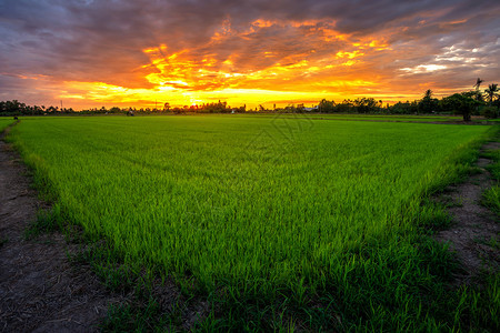 晚上美丽的绿玉米田有日落天空背景小麦风优美图片