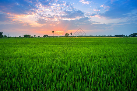 美丽的绿玉米田有日落天空背景植物金的亚洲图片