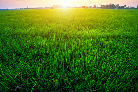 蓝色的庄稼小麦美丽绿玉米田有日落天空背景图片