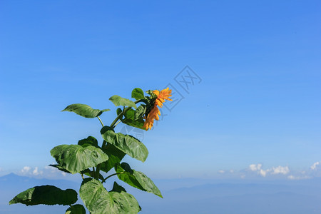 向日葵和美丽的天空阳光户外庄稼图片