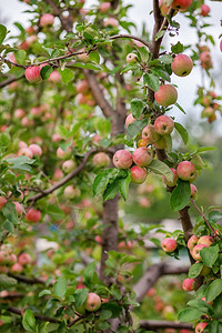 花园树上的小苹果在农场种植有机水果传统农业耕作与现代果树种植收成相对果园背景图片