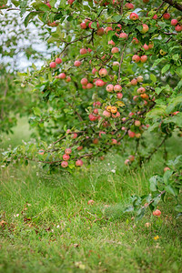花园树上的小苹果在农场种植有机水果传统农业耕作与现代果树种植相对栽培的健康背景图片