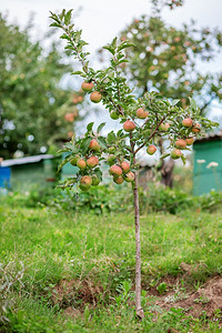 栽培的生花园树上小苹果在农场种植有机水果传统农业耕作与现代果树种植绿色背景图片