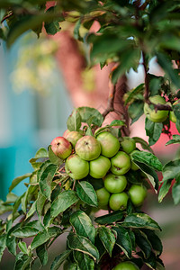 树上的苹果年轻的摄影生花园树上小苹果在农场种植有机水果传统农业耕作与现代果树种植背景