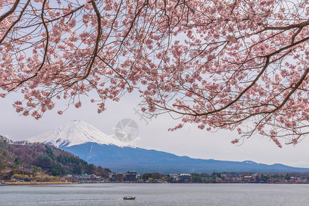 水春天美丽的樱花与日本福建山一起目地树图片