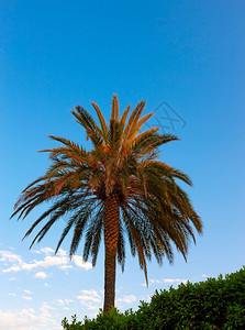 叶子蓝天空下的绿棕榈树蓝天空背景下的绿棕榈树热带异国情调图片