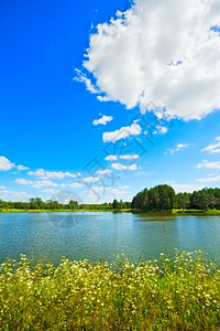 带湖花和黄的夏季风景春天叶子荒野草高清图片素材