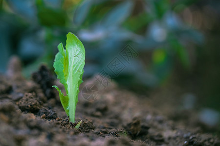 种植土地有机耕作概念上的生菜发芽庄稼营养种植园图片