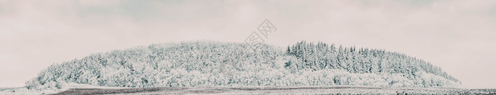 环境季节美丽的冬风雪覆盖松树林的横幅上风景优美图片