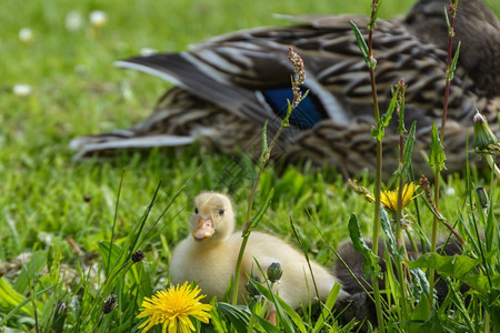 保护的快乐野生动物与可爱的鸭子在水边图片