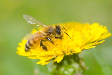 植物学颜色蜜蜂和蒲公英花可爱的图片