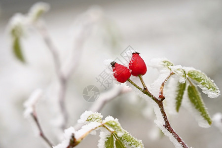 美丽的冬天季节然本底霜冻玫瑰花香灌木丛分支机构火花冰图片