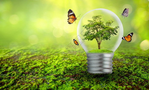 灯泡位于树叶林的内侧木在光线中环境保护概念和全球暖化工厂在灯泡里种植干燥的灯泡内生长这些树是在灯泡里面生长的叶子玻璃科学图片