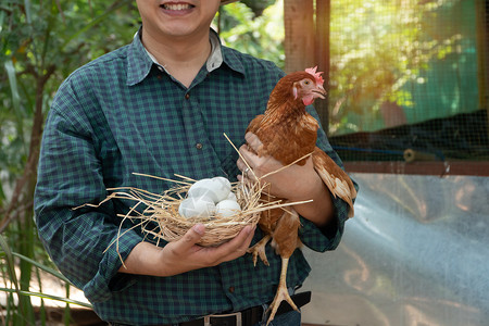 农民抱着母鸡和鸡蛋图片