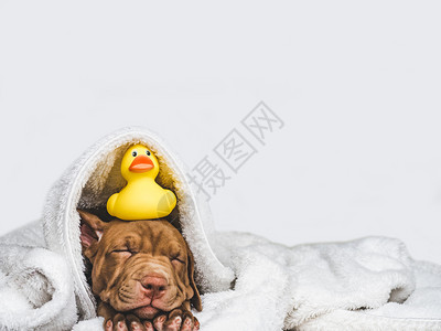年轻迷人的小狗躺在白色地毯和黄的橡皮鸭上胶贴近孤立的背景摄影工作室照片料教育培训和饲养动物的概念年轻迷人的小狗和黄色橡胶鸭洗澡品图片