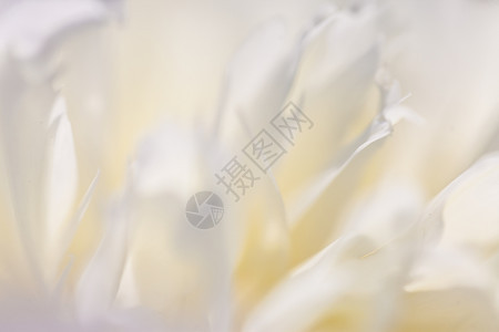 近苍白的花朵长相照片浅深田地抽象自然背景新鲜的颜色叶子图片