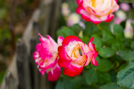 夏天花园里美丽的玫瑰种植不同品的花朵夏季园里美丽的玫瑰种植不同品的花朵红色叶子图片