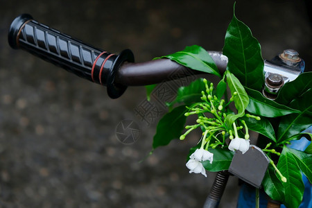 文化绿色美丽的白花朵挂在人力车顶风景的旧把手栏上叶子图片