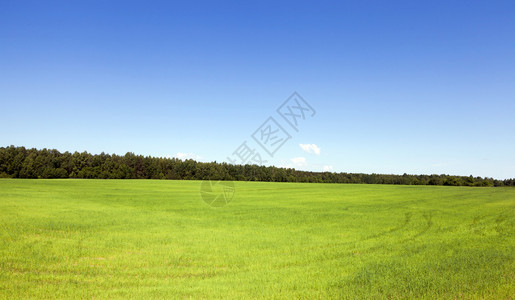 蓬松的夏月风景田野绿草森林和蓝天空背景的夏季风农村绿色图片