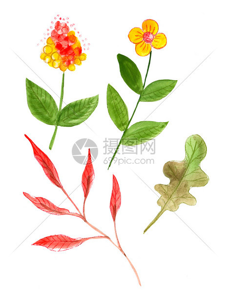 手绘水彩花卉图案带有叶子花朵序和羽毛植物群开花图片