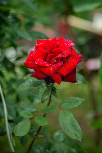 爱花园里美丽的玫瑰种植不同品的花朵园里美丽的玫瑰户外新鲜图片