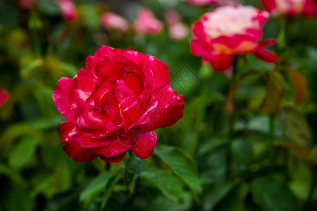 夏天花园里美丽的玫瑰种植不同品的花朵园里美丽的玫瑰春天温室图片