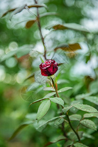 花的园里美丽玫瑰种植不同品的花朵园里美丽的玫瑰春天丰富多彩的图片