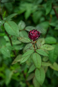 粉色的花园里美丽玫瑰种植不同品的花朵园里美丽的玫瑰植物夏天图片