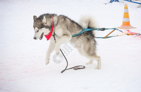 运动犬类冬季比赛中狗的重量拉力图片