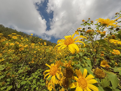 环境绿色黄的墨西哥向日葵和泰国美丽的天空图片