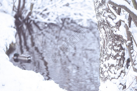 景观蓝色的冬季背景雪中树干模糊的湖泊背景漂浮的鸭子户外图片