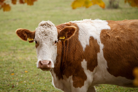棕色的家畜捷克牧草中的棕奶牛和白好奇的图片
