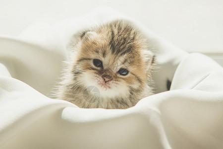 坐白布上的可爱猫咪幼崽图片