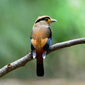 动物群禽类满的彩色阔嘴鸟雌银胸阔嘴鸟Serilophuslunatus背部轮廓绿色景图片