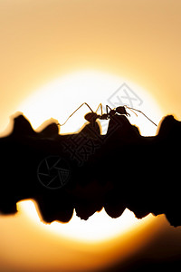 自然极好的绿蚂蚁在日落时葡萄藤上行走的神奇场景由蚂蚁抽象地形成以对抗背景中发光的太阳步行图片