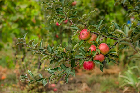 有机的吃果园树上苹幼有机水果的栽培园树上的苹幼叶子图片