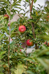 树上的苹果新鲜的丰富果园树上苹幼有机水果的栽培园树上的苹幼颜色背景