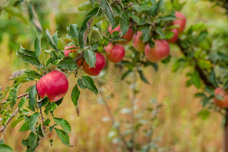 果园树上的苹幼有机水果的栽培幼树模糊叶子栽培的图片