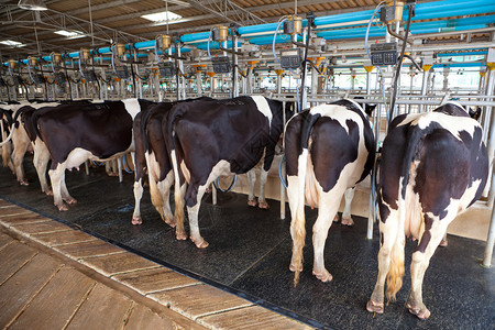 微信吸粉农业牛奶商在挤大厅安装粉厂和机械化挤奶设备背景
