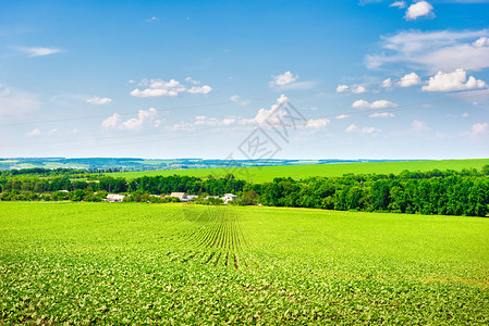 农田在阳光明媚的夏日在田地种植作物多云的季节图片