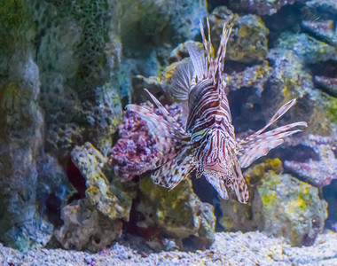 一只来自热带海洋的危险和毒液化水族馆宠物在热带海洋中盐水恶毒的有图片