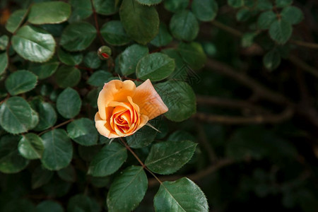 粉红色浅细微的红玫瑰以浅深的田地为主有选择将焦点锁定在一端花束横幅浅的图片