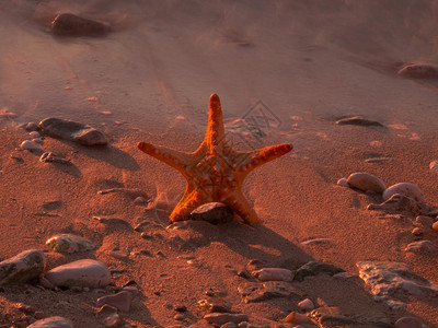 日落沙滩上的海星图片