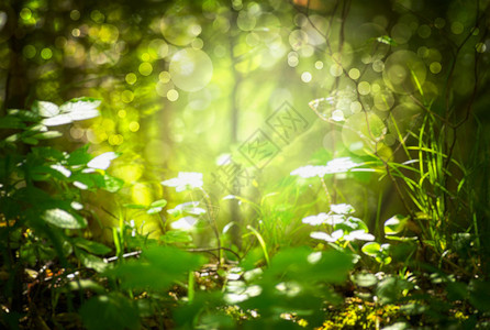 郁葱以草和叶阳光bokeh为基准的模糊森林背景季节美丽图片