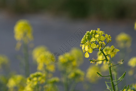 农业庄稼芥菜花SinapisAiba黄色花和植物芥菜Aiba食用图片