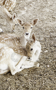 有蹄的打猎动物园中幼鹿有关年轻哺乳动物的细节自然美落下图片